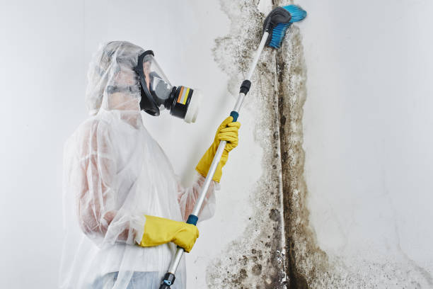 Best Mold Remediation for Schools in West Falls Church, VA