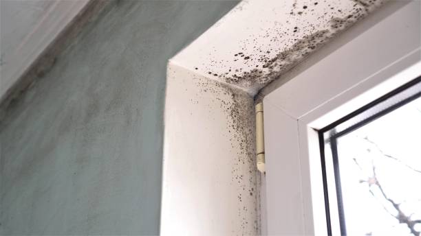 Best Residential Mold Remediation in West Falls Church, VA