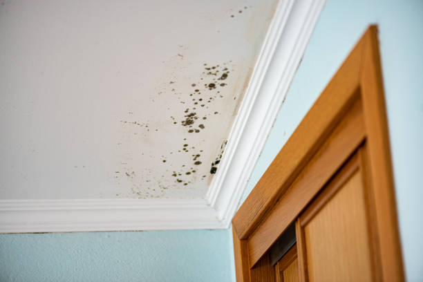  West Falls Church, VA Mold Removal Pros