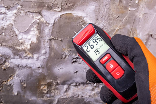 Best White Mold Remediation in West Falls Church, VA