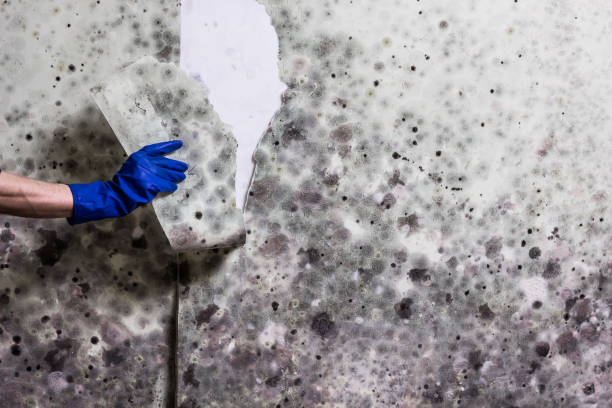 Best Commercial Mold Remediation in West Falls Church, VA