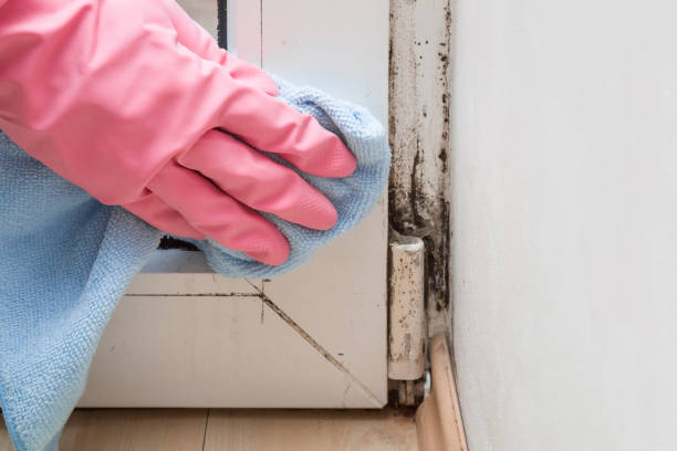 Best Bathroom Mold Remediation in West Falls Church, VA